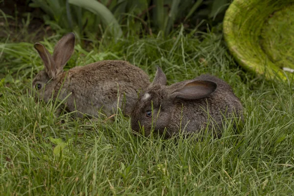 Rabbits Bunny Eating Grass Played Grass Green Basket Sunny Weather — Stock Photo, Image