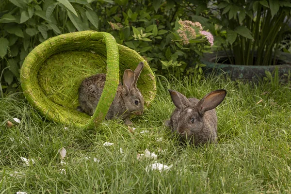 Rabbits Bunny Eating Grass Played Grass Green Basket Sunny Weather — Stock Photo, Image