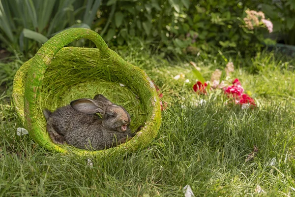 Rabbits Bunny Eating Grass Played Grass Green Basket Sunny Weather — Stock Photo, Image