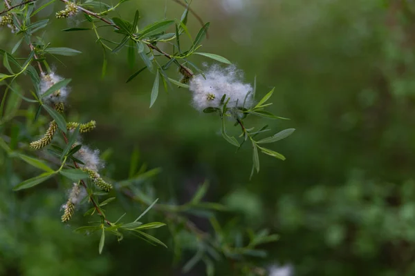 Wild Field Willow Blooms Field Covered Sunlight Summer Evening — Stock Photo, Image