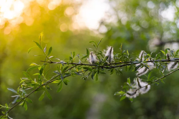 Wild Field Willow Blommar Fältet Täckt Med Solljus Sommarkväll — Stockfoto