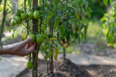  el ekolojik bir plantasyon üzerinde yetişen domates kontrol eder