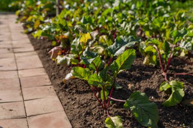 pancar ekolojik bir plantasyon üzerinde büyümek