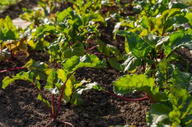 pancar ekolojik bir plantasyon üzerinde büyümek