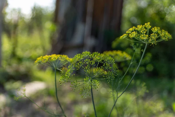 dill flowers growing on an ecological plantation