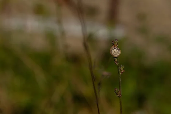 Petit Escargot Est Assis Sur Une Herbe Sèche — Photo