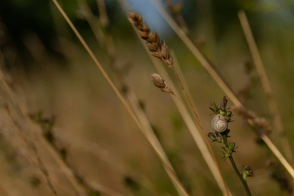 Malý Hlemýždi Sedí Suché Trávě — Stock fotografie