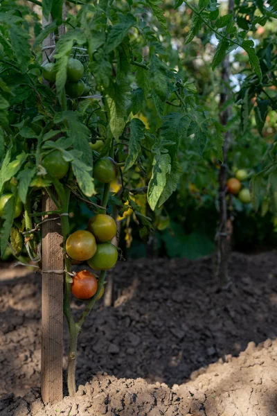 green red tomatoes grow on an ecological plantation