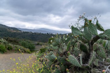 Kaliforniya dağlarında kaktüsler çiçek açar.