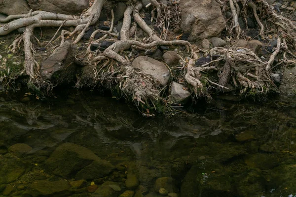 Raízes Árvores São Refletidas Água — Fotografia de Stock