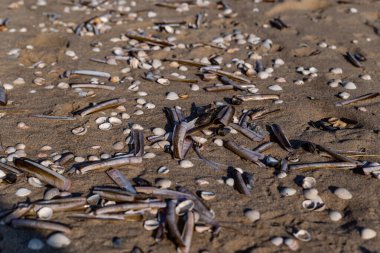 İlkbaharın başlarında Hollanda 'daki Kuzey Denizi kıyısındaki ıslak kumlarda deniz kabukları