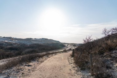 Çıplak ağaçlar arasındaki patika, Hollanda 'da ilkbaharın başlarında kumlar Kuzey Denizi' ne gider.
