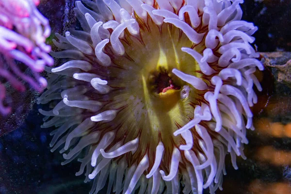 anemone in the sea in neon light