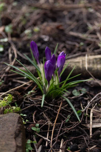 Azafrán Colores Florecen Principios Primavera Los Países Bajos — Foto de Stock