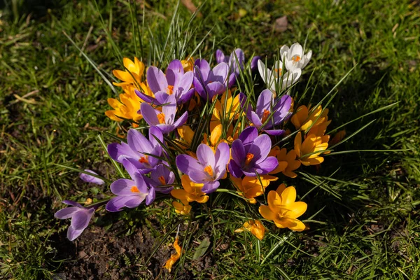 Crocos Coloridos Florescem Início Primavera Nos Países Baixos — Fotografia de Stock