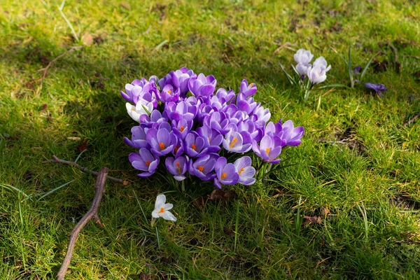 Crocos Coloridos Florescem Início Primavera Nos Países Baixos — Fotografia de Stock