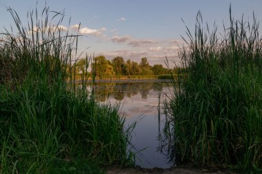 Gün batımında sazlıkların arasından göl manzarası