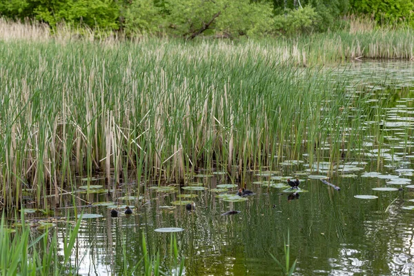 Petits Canetons Noirs Milieu Lac Roseaux Été Par Temps Ensoleillé — Photo