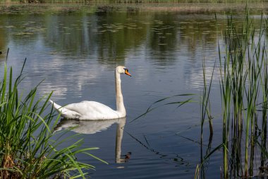Gölün ortasındaki beyaz bir kuğu yazın güneşli havalarda suya yansıyor.