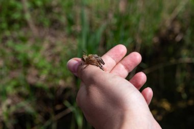 Yeşil arka planda bir elde yusufçuk larvası