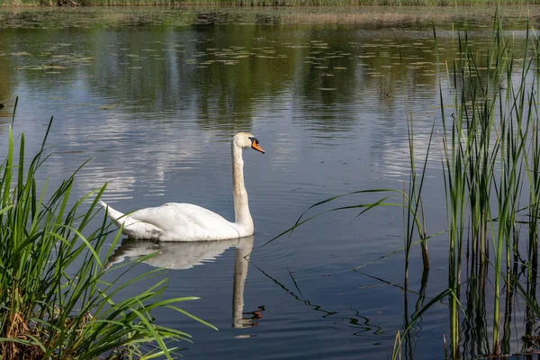 Gölün ortasındaki beyaz bir kuğu yazın güneşli havalarda suya yansıyor.