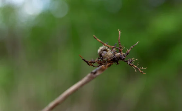 Larva Una Libélula Sobre Una Rama Sobre Fondo Verde — Foto de Stock