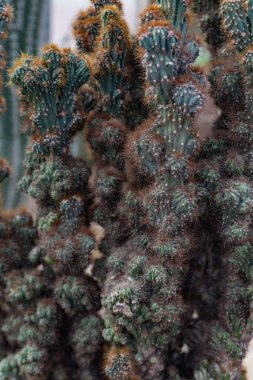 Kaktüs iğnelerini, kaktüs dikenlerini ve dokusunu kapatın.