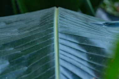 Palmiye yaprağı dokusu kapat