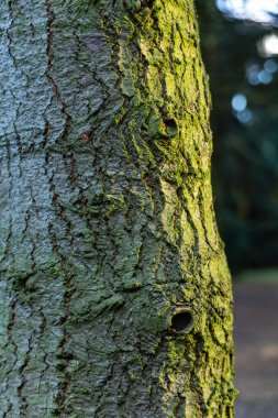 Ağaç gövdesi dokusu kapat