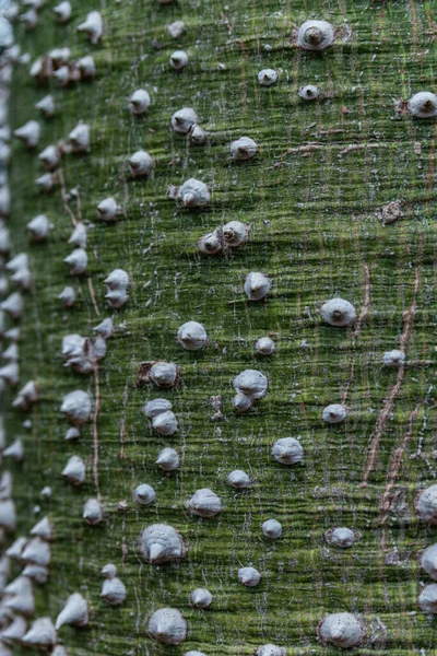 Primer Plano Agujas Cactus Espinas Cactus Textura — Foto de Stock