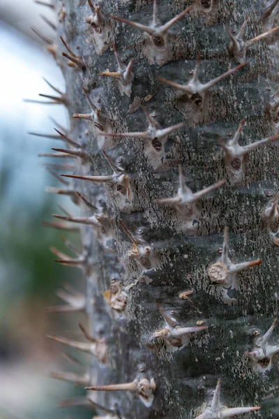 Kaktüs Iğnelerini Kaktüs Dikenlerini Dokusunu Kapatın — Stok fotoğraf