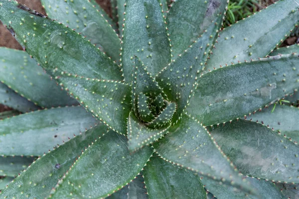 Aloe Cerca Desde Arriba — Foto de Stock