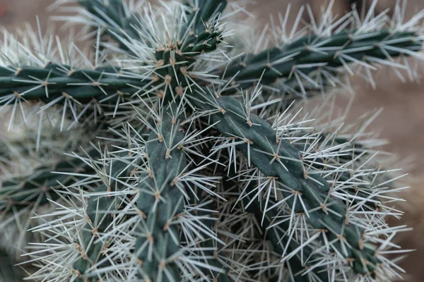Primer Plano Agujas Cactus Espinas Cactus Textura — Foto de Stock