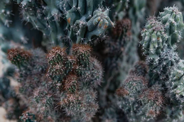 Close Cactus Needles Cactus Spines Texture — Stock Photo, Image