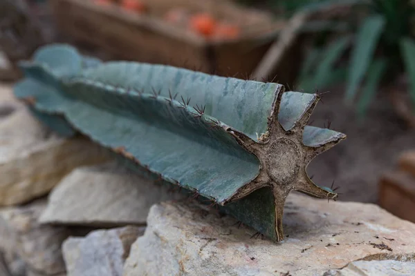 Close View Sharp Green Cut Cactus — Stock Photo, Image