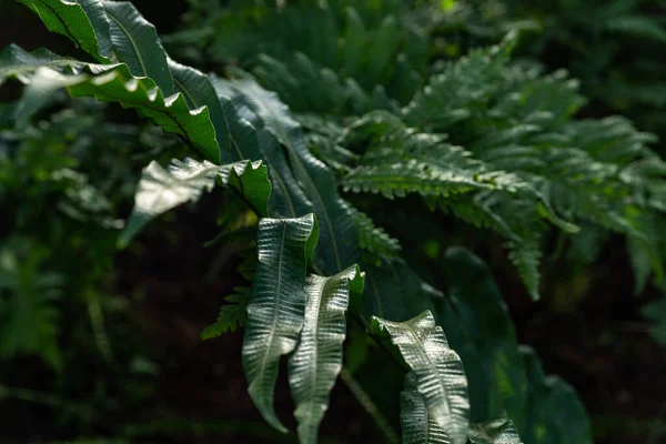 Fern Dark Background — Stock Photo, Image