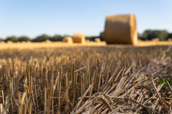 Spighe Grano Uno Sfondo Campo Agricolo Falciato — Foto Stock