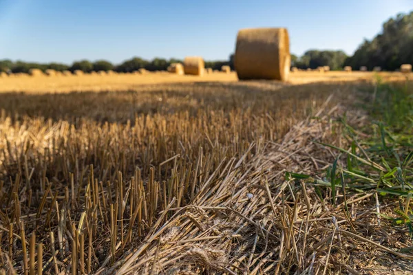 Urechi Grâu Fundalul Unui Câmp Agricol Cosit — Fotografie, imagine de stoc