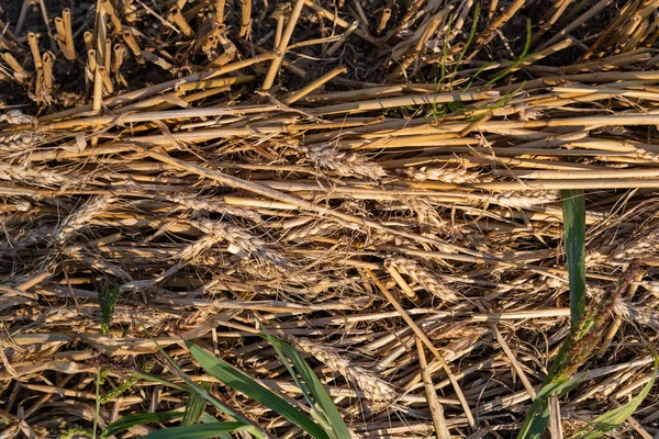 Wheat Ears Background Mown Agricultural Field — Stock Photo, Image