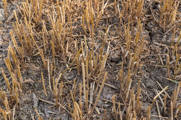 Wheat Stubble Agricultural Field — Stock Photo, Image