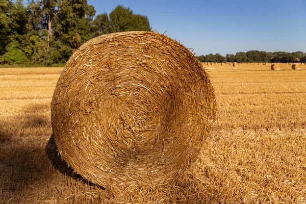 Fardos Paja Sobre Fondo Campo Agrícola — Foto de Stock