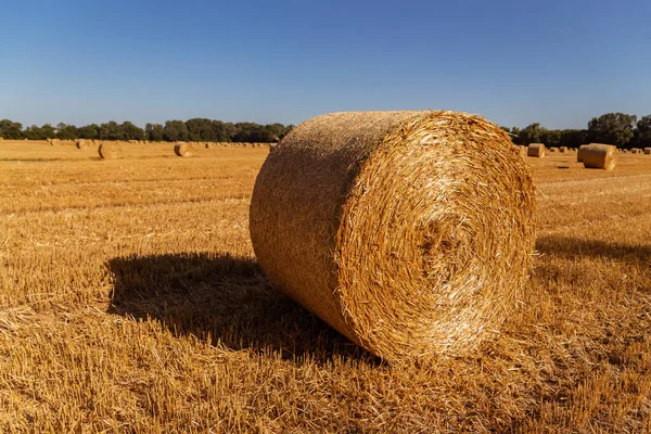 Fardos Paja Sobre Fondo Campo Agrícola — Foto de Stock