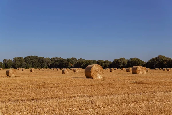 Mezőgazdasági Terület Szalmabálákkal — Stock Fotó