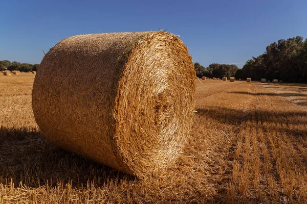 Straw Bales Agricultural Field Background — Stock Photo, Image