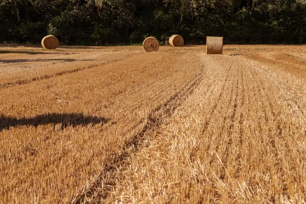 Landbouwareaal Met Strobalen — Stockfoto