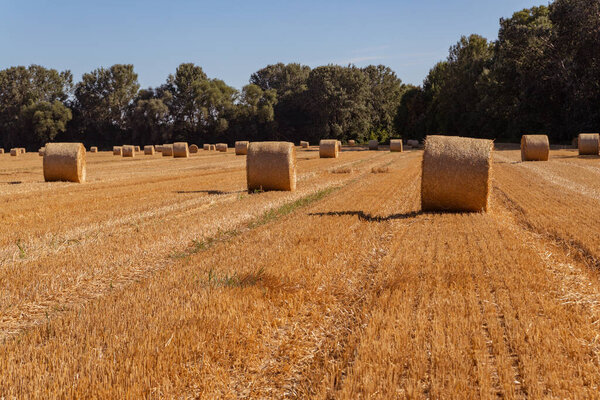 сельскохозяйственное пшеничное поле с тюками на фоне голубого неба