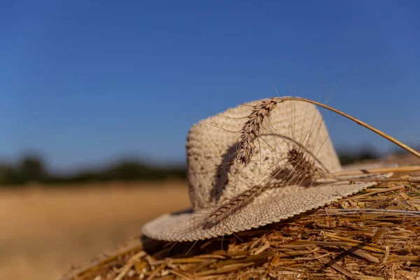 Halm Hatt Med Öron Vete Bale Bakgrund Ett Jordbruksfält — Stockfoto