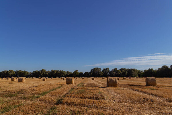 bales of straw on a freshly mowed field, yellow field, blue sky