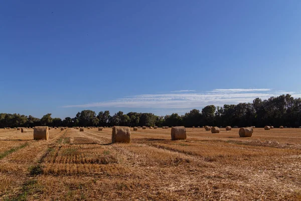 Strobalen Een Vers Gemaaid Veld Geel Veld Blauwe Lucht — Stockfoto