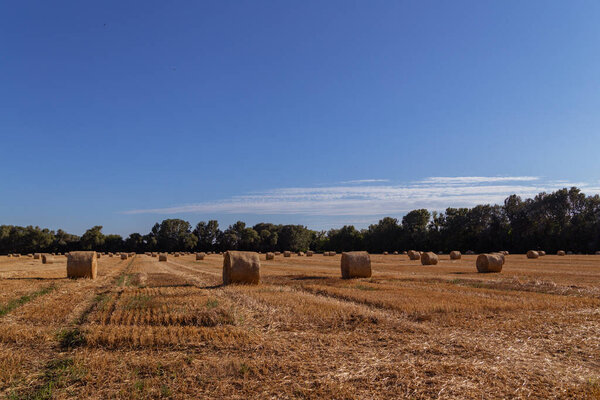 bales of straw on a freshly mowed field, yellow field, blue sky